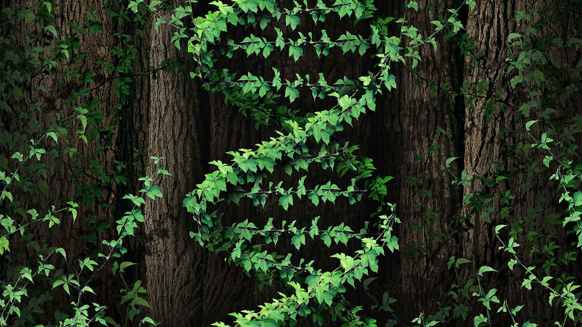 DNA nature symbol as a dark tree forest growing a green vine in the shape of a genetic double helix icon as a metaphor for biological technology and the science of biology in the natural world.